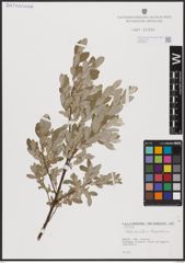 Foto von Salix aurita L. x Salix lapponum L.